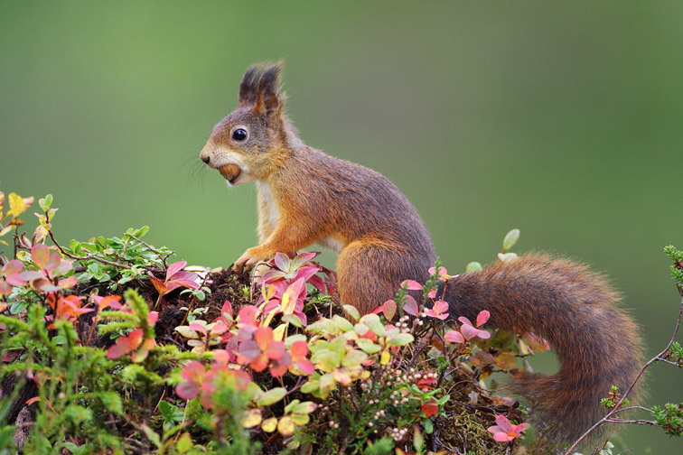 Red Squirrel (Sciurus vulgaris) on autumnal hummock on woodland floor. Norway. September 2005